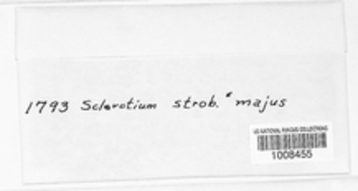 Sclerotium strobilinum image
